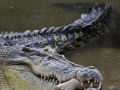 crocodile_hunted_0