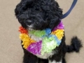 first-dog-bo