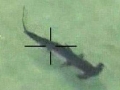 hammerhead