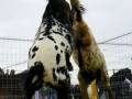 horsefight