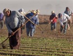 immigrant-farm-workers-2