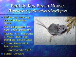 perdido_beach_mouse1